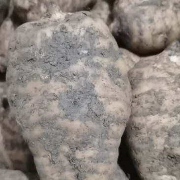 小草坝新鲜天麻