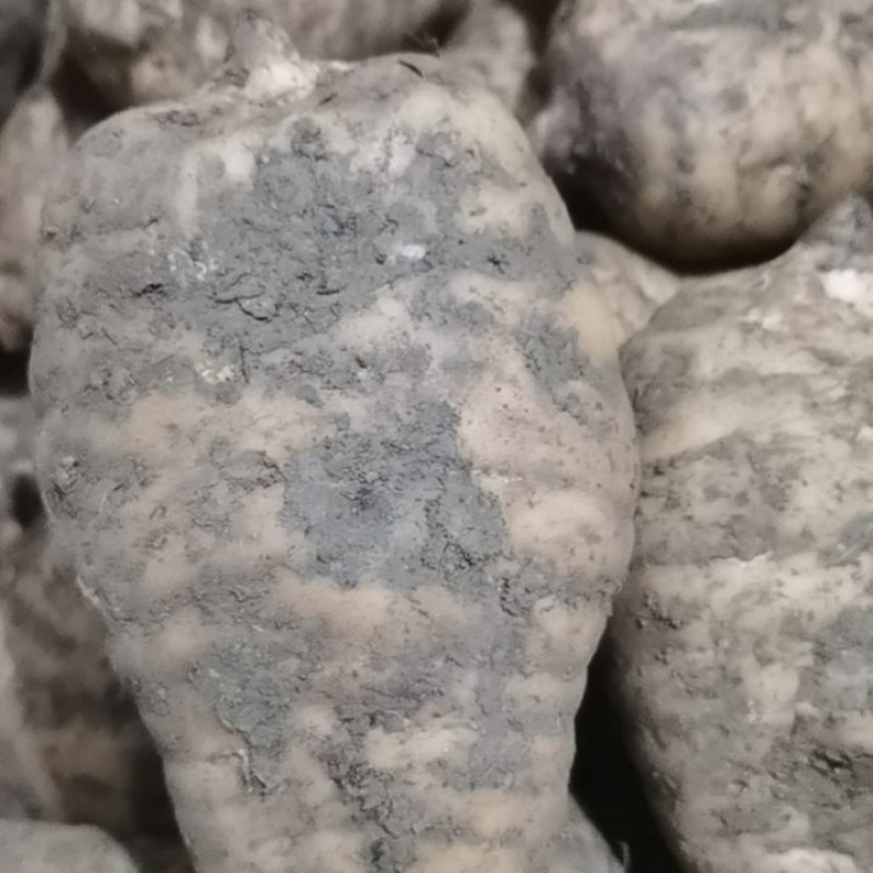小草坝新鲜天麻