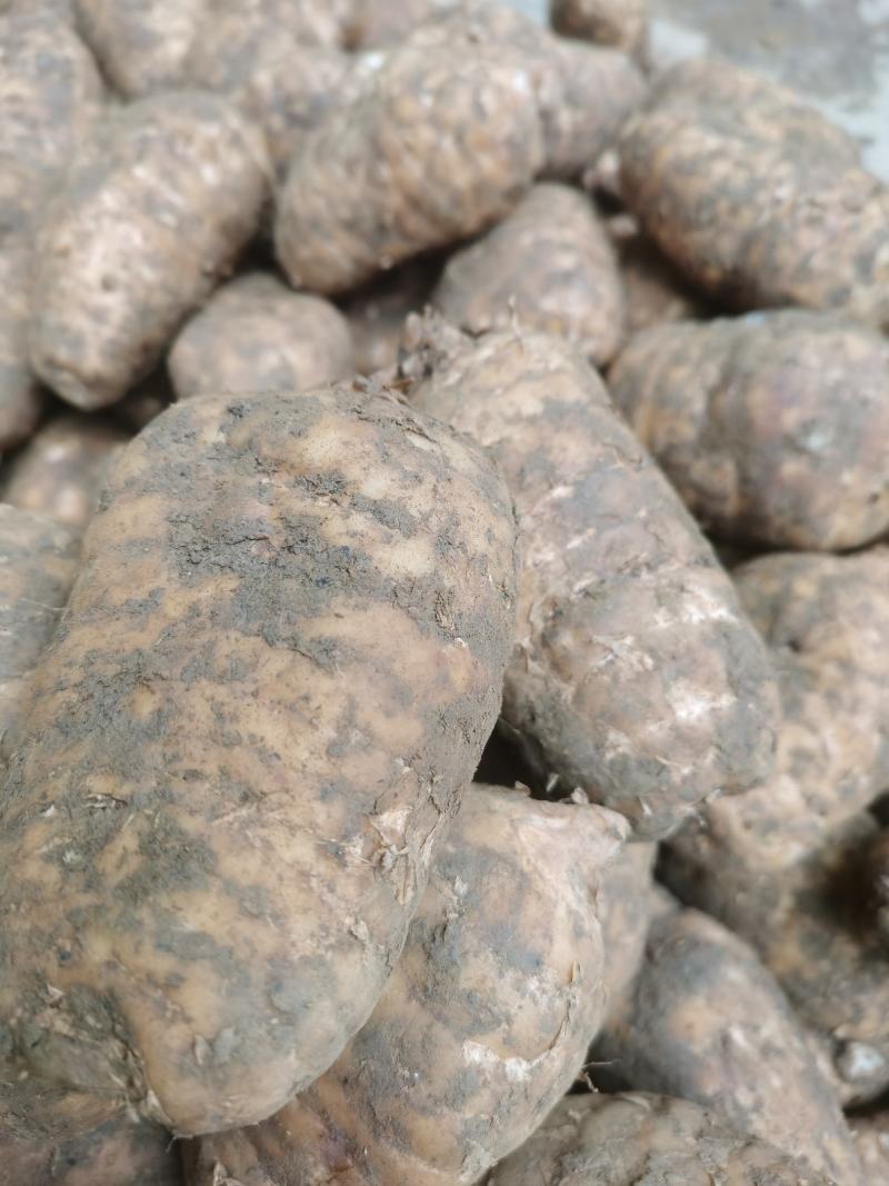 小草坝新鲜天麻