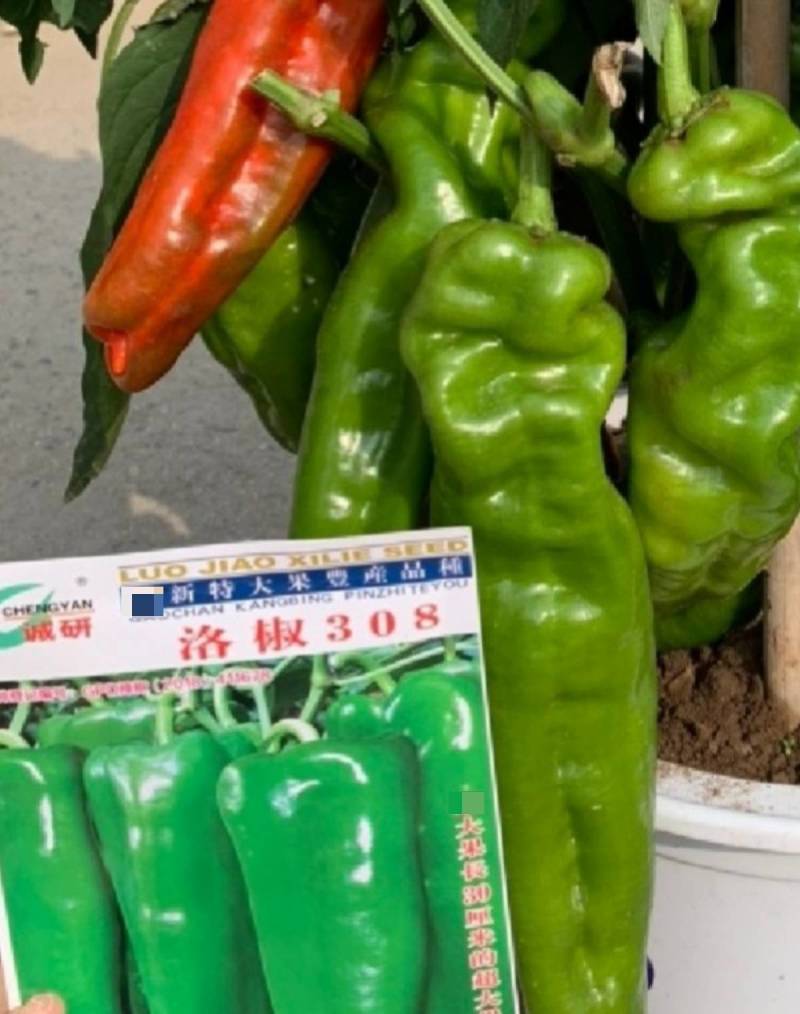 洛椒308辣椒种子诚研特大果308泡椒种子