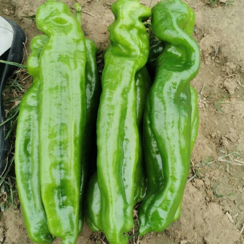 洛椒308辣椒种子诚研特大果308泡椒种子