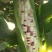固安鲜食玉米有货