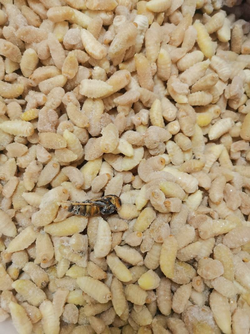昆虫类，树蜂蛹。土蜂蛹，一二级混合，一级，二级，三级