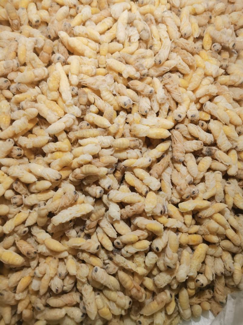 昆虫类，树蜂蛹。土蜂蛹，一二级混合，一级，二级，三级