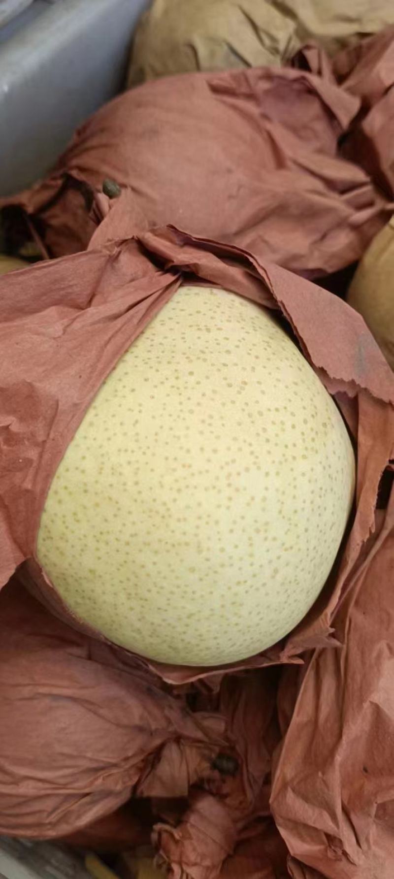 万荣纸袋酥梨脆甜汁多水分足颜色黄亮量大优惠