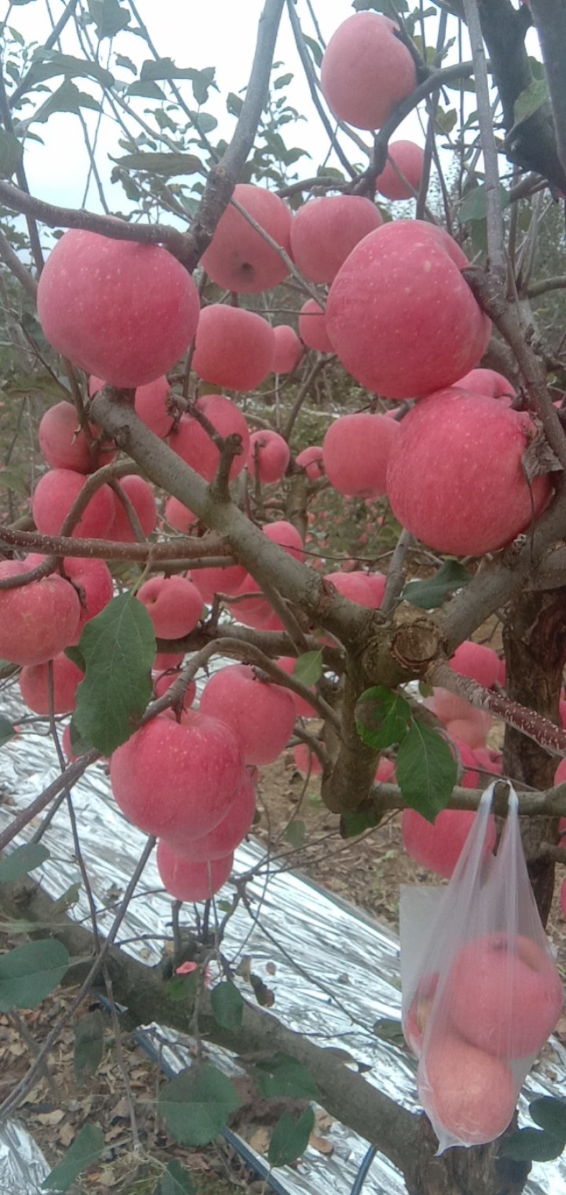 高山红富士