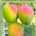 包邮【巨无霸】攀枝花凯特芒果特大10斤批发大芒果新鲜青芒
