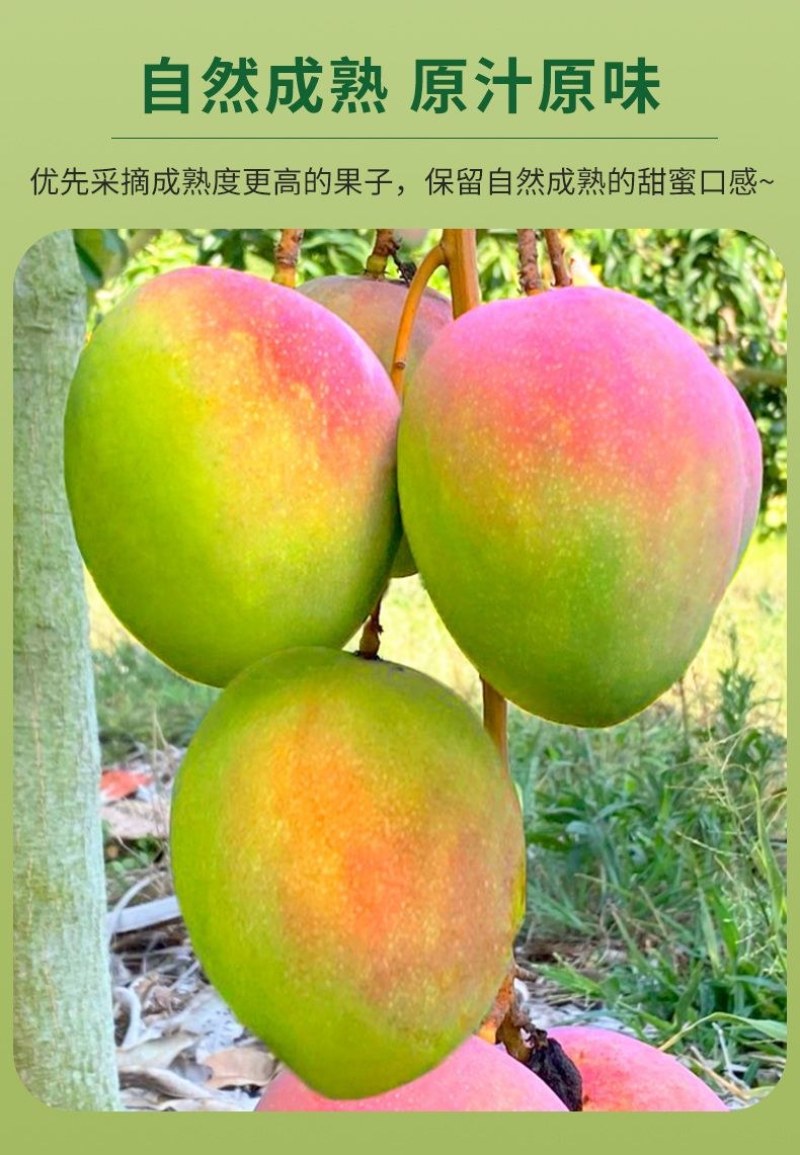 包邮【巨无霸】攀枝花凯特芒果特大10斤批发大芒果新鲜青芒