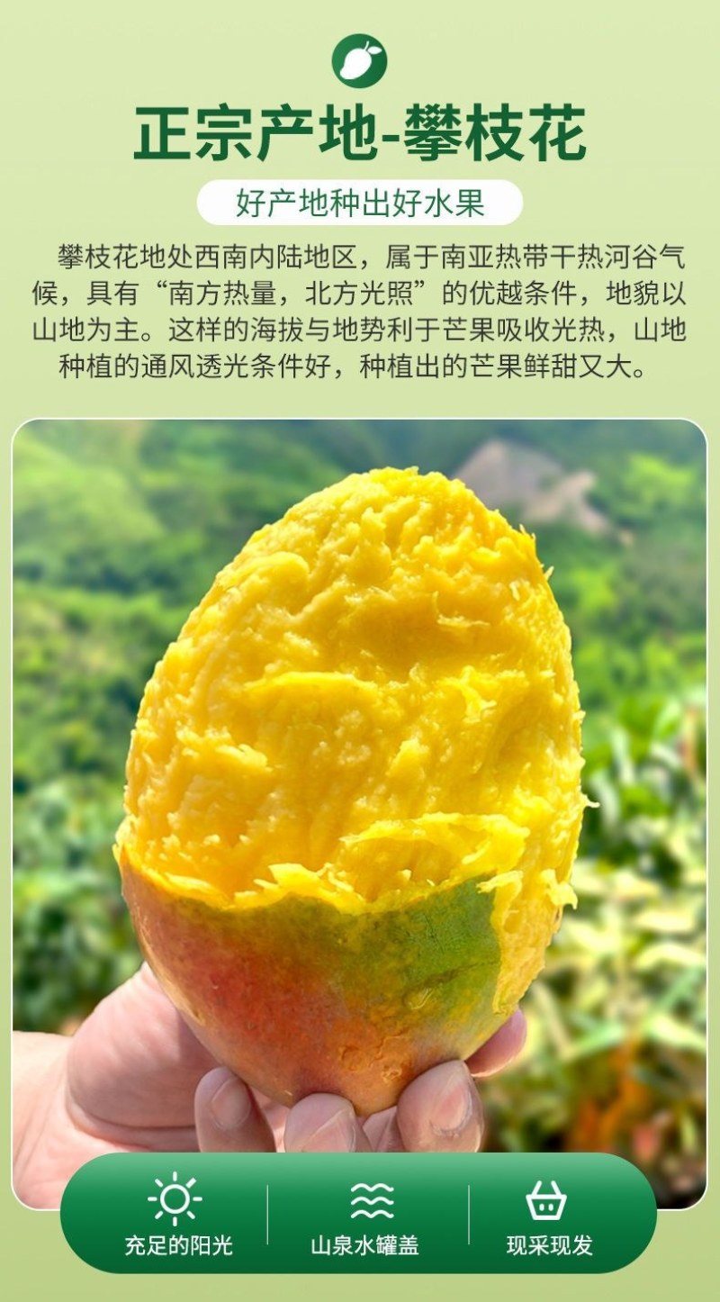 包邮【巨无霸】攀枝花凯特芒果特大10斤批发大芒果新鲜青芒