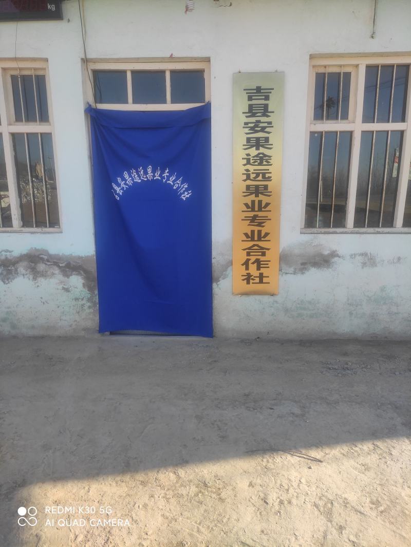 吉县红富士国庆节大量上市