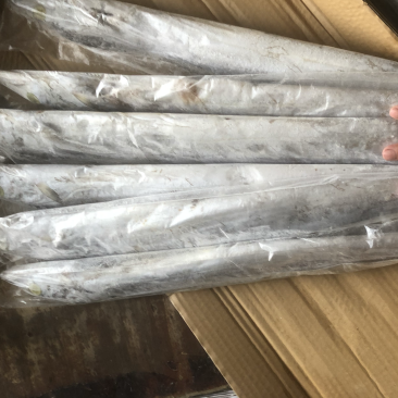 伊朗网带带鱼B带破肚带鱼带鱼条冻带鱼白磷带鱼