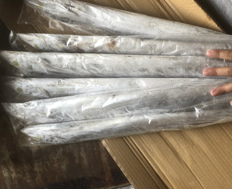 伊朗网带带鱼B带破肚带鱼带鱼条冻带鱼白磷带鱼