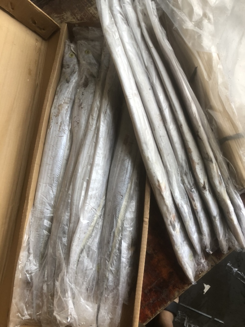 伊朗网带带鱼B带破肚带鱼带鱼条冻带鱼白磷带鱼
