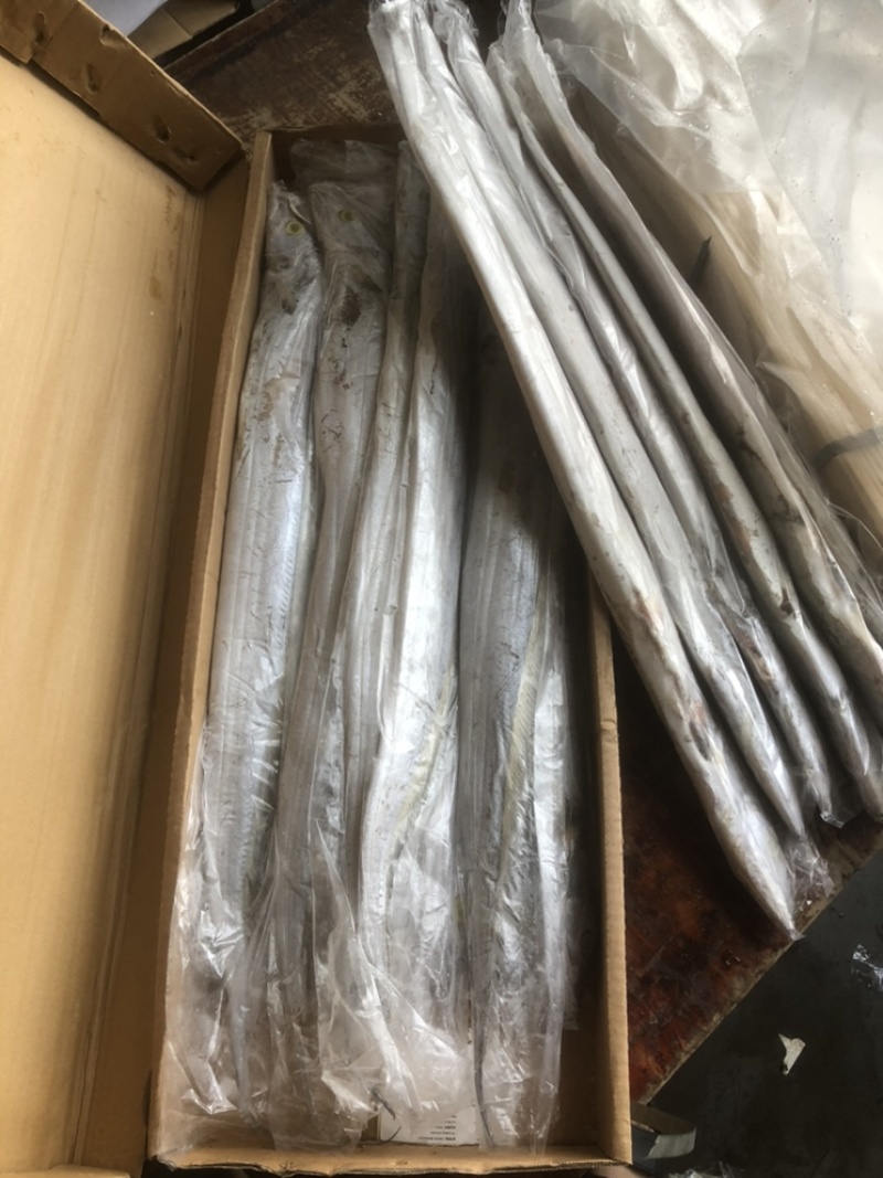 伊朗网带带鱼B带破肚带鱼带鱼条冻带鱼白磷带鱼