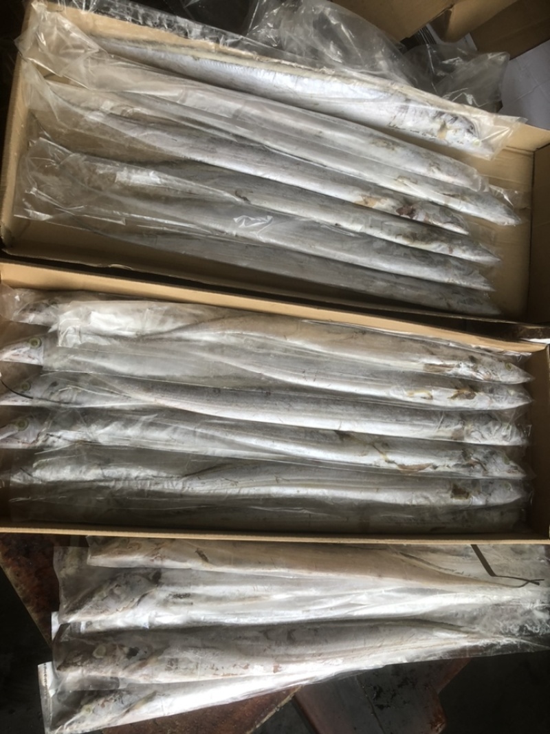 伊朗网带带鱼B带破肚带鱼带鱼条冻带鱼白磷带鱼