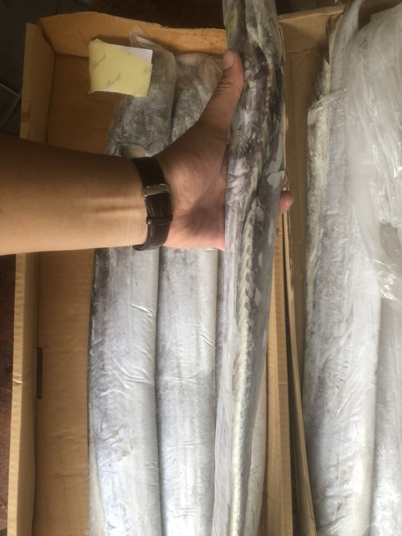 伊朗网带带鱼B带破肚带鱼带鱼条冻带鱼白磷带鱼