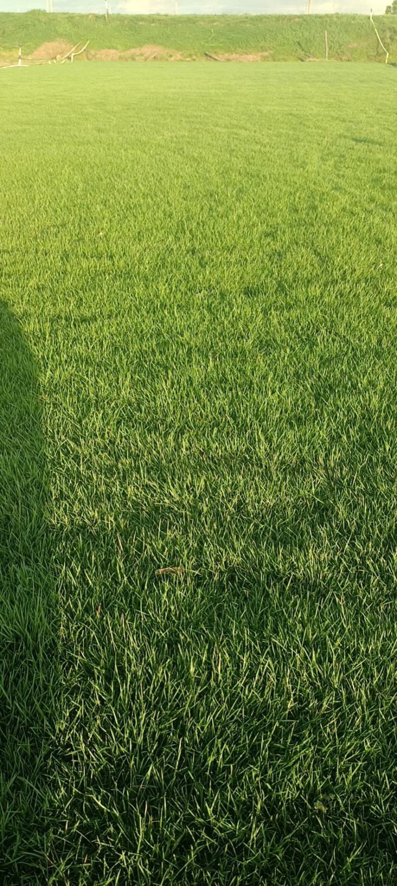 台湾草卷开铲欢迎，密度好，泥巴厚，成活率高，欢迎询价