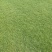 自有百亩绿化草皮种植基地，台湾草，马尼拉草卷上市