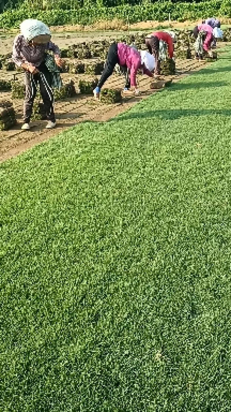 自有百亩绿化草皮种植基地，台湾草，马尼拉草卷上市