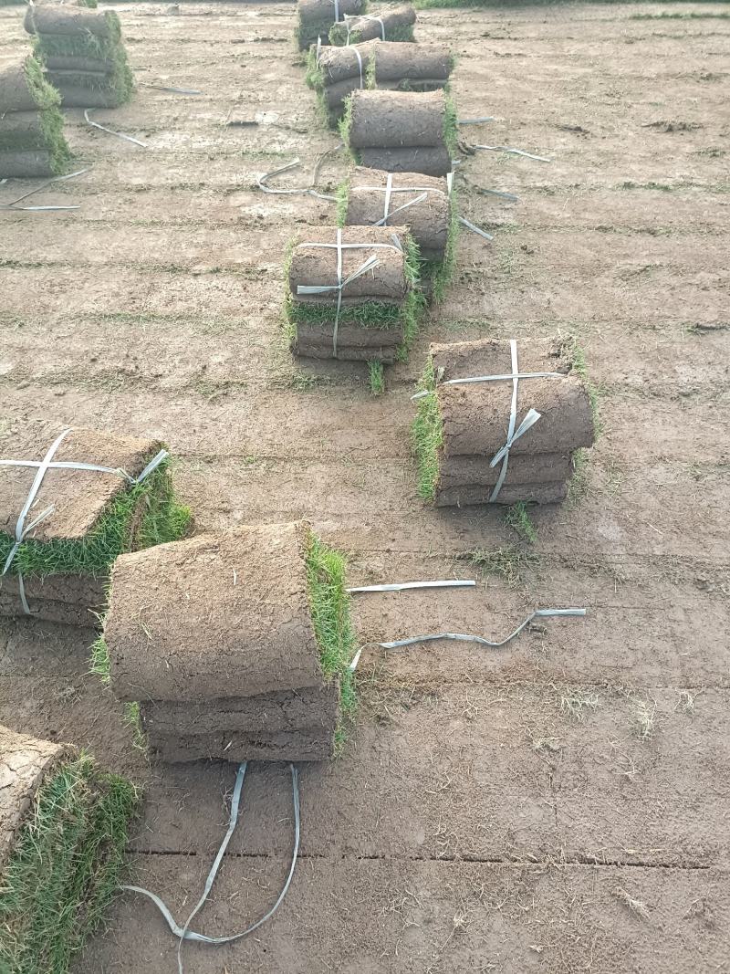 自有百亩绿化草皮种植基地，台湾草，马尼拉草卷上市