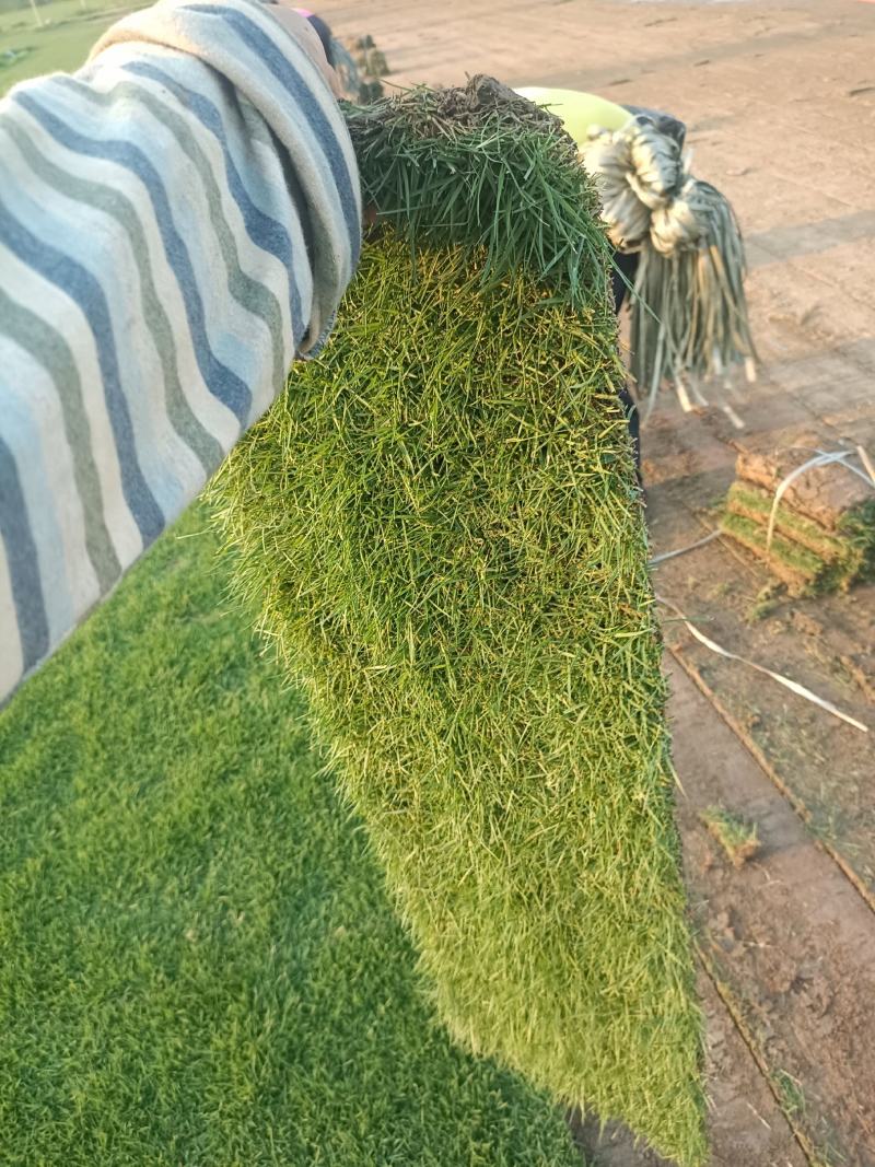 自有百亩绿化草皮种植基地，台湾草，马尼拉草卷上市