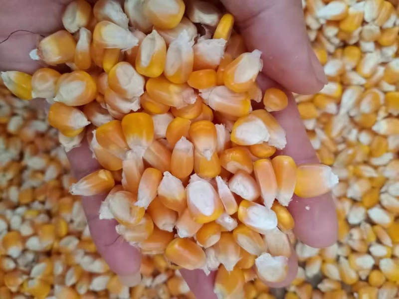 二等玉米，量大从优，需要的联系
