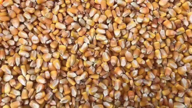 二等玉米，量大从优，需要的联系