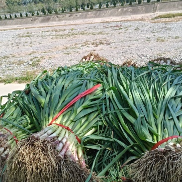 洛门蒜苗红根已大量上市