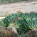 洛门蒜苗红根已大量上市