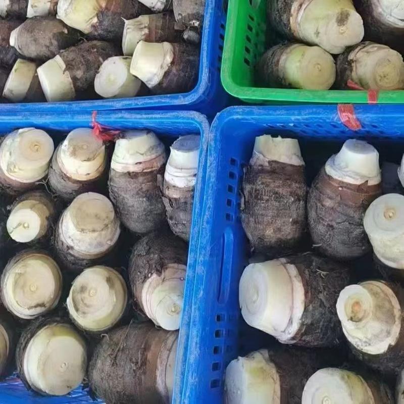 广西槟榔芋头，荔浦香芋，槟榔芋，价格便宜，诚信招老板
