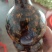 金环虎头蜂