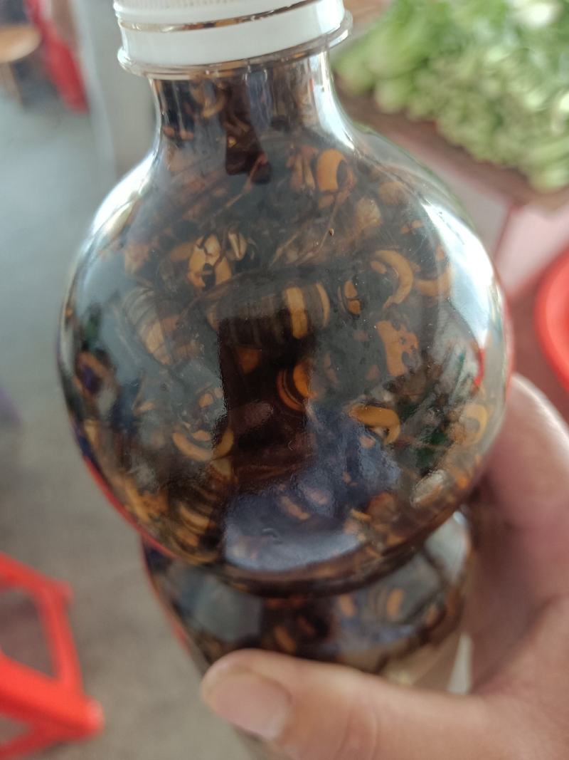 金环虎头蜂