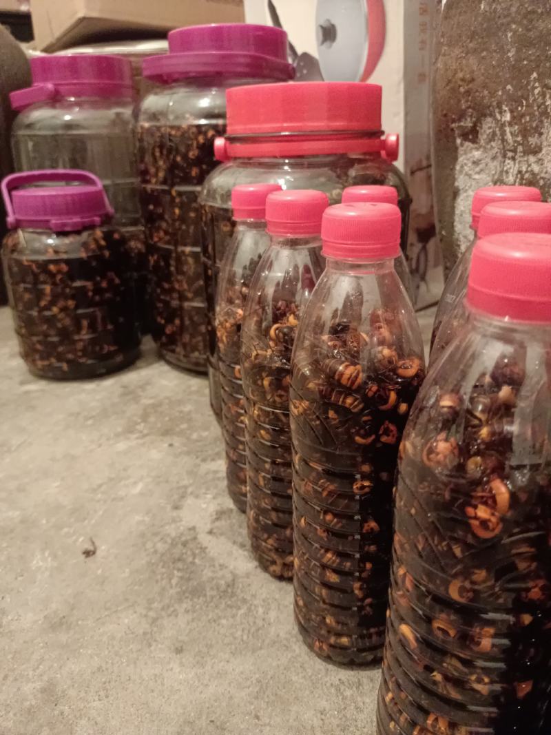 金环虎头蜂