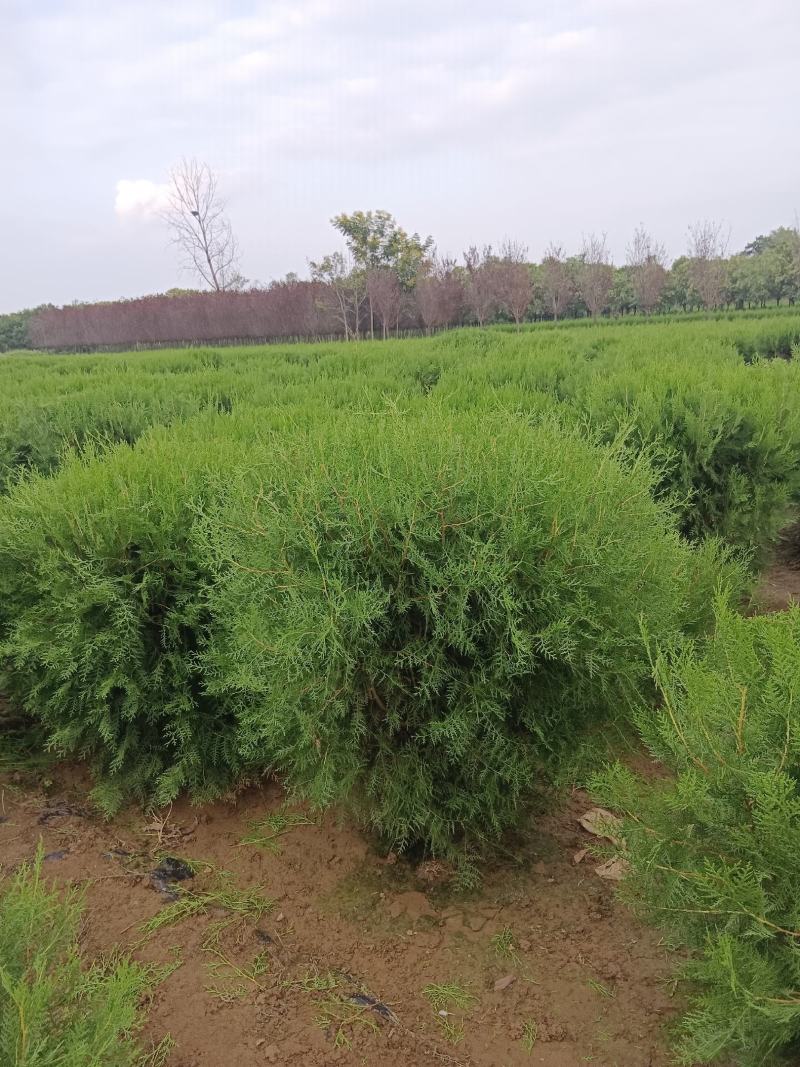 花椒苗08～1.4个厘米左右涨势好均匀