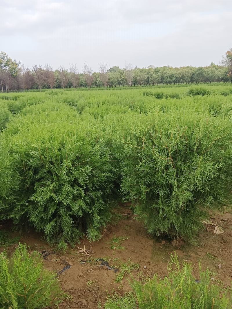 花椒苗08～1.4个厘米左右涨势好均匀