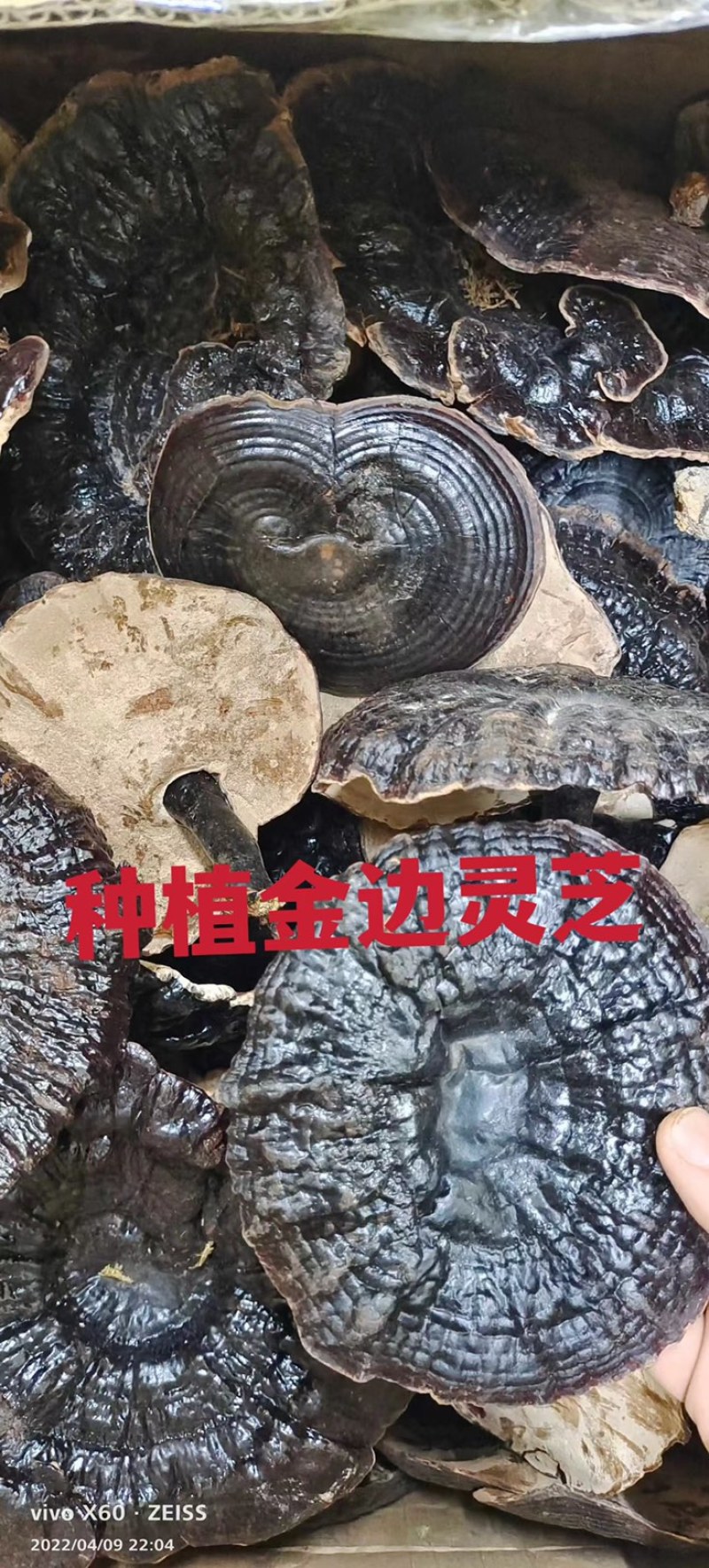 竹灵芝9月新货纯野生老挝进口朵朵整株一手货源