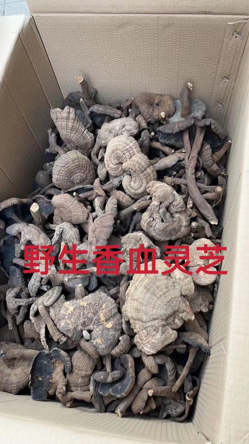 竹灵芝9月新货纯野生老挝进口朵朵整株一手货源