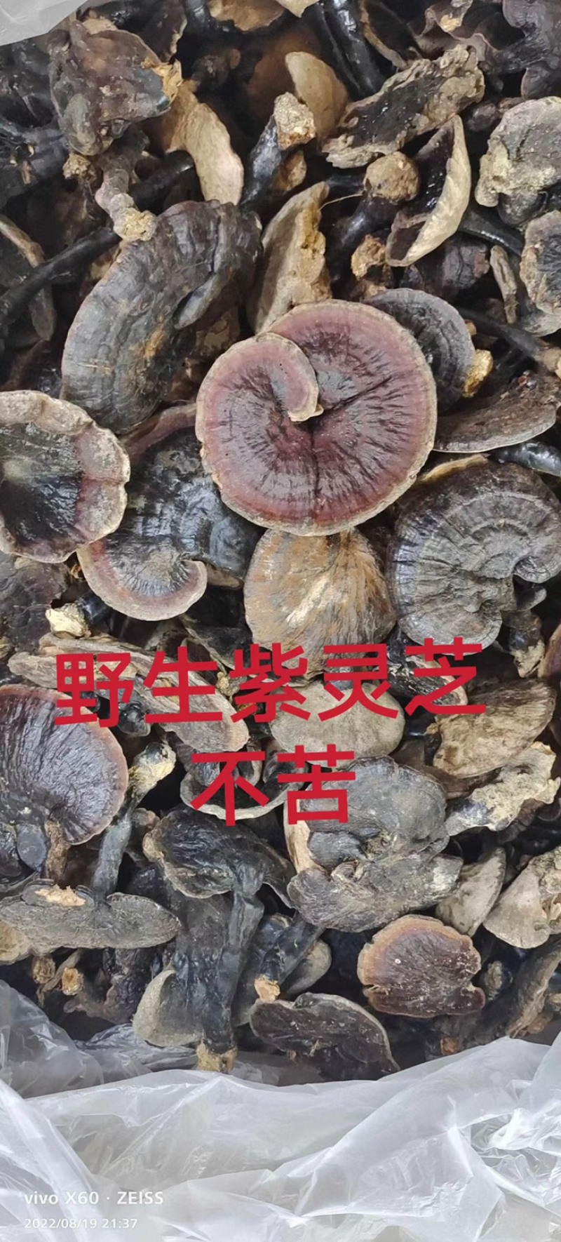 竹灵芝9月新货纯野生老挝进口朵朵整株一手货源
