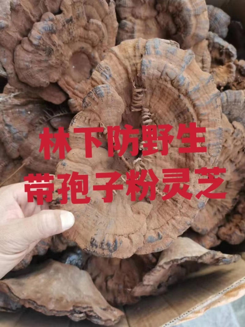 竹灵芝9月新货纯野生老挝进口朵朵整株一手货源