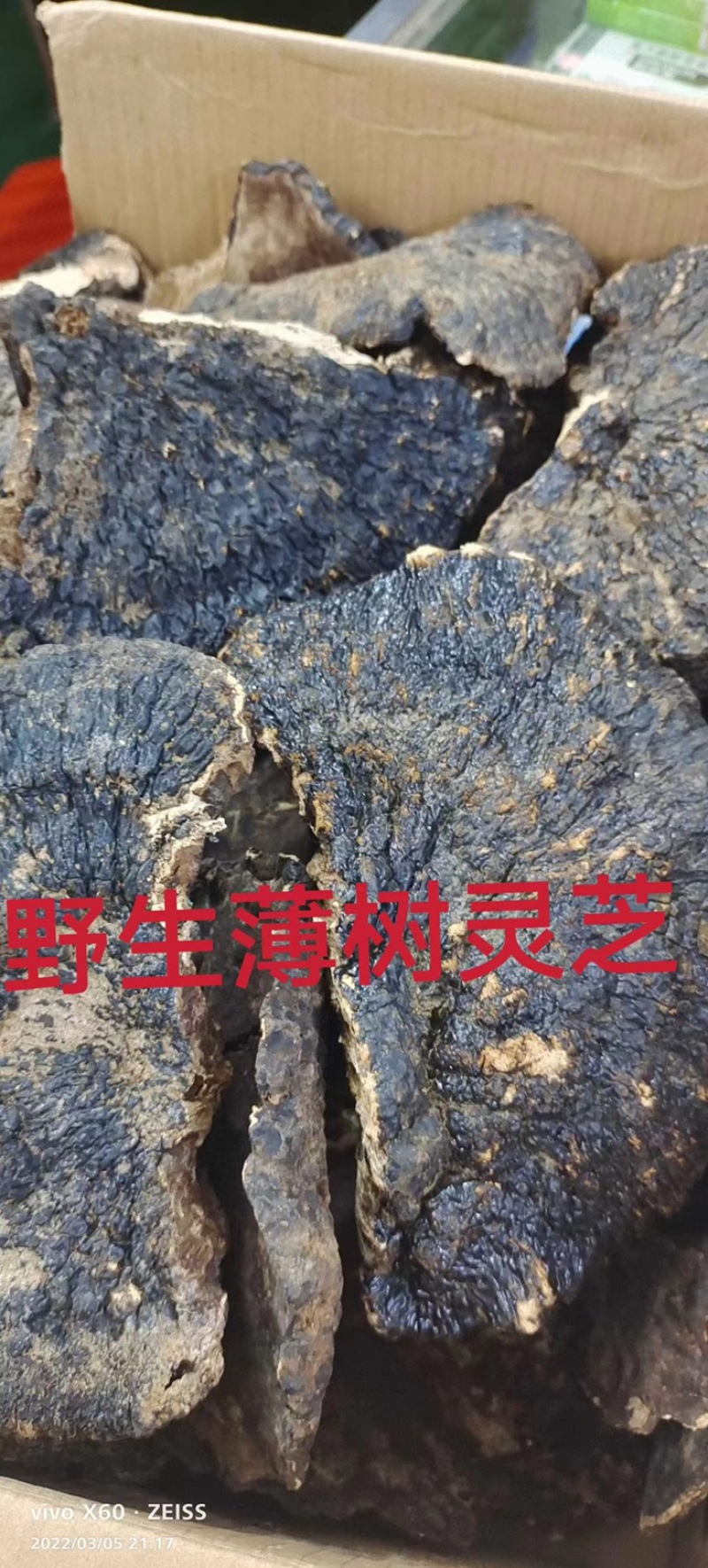 竹灵芝9月新货纯野生老挝进口朵朵整株一手货源