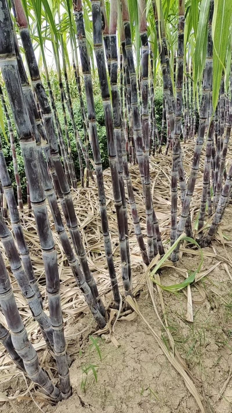 河南省商丘市黑皮果蔗大量上市，货源充足，代收代发