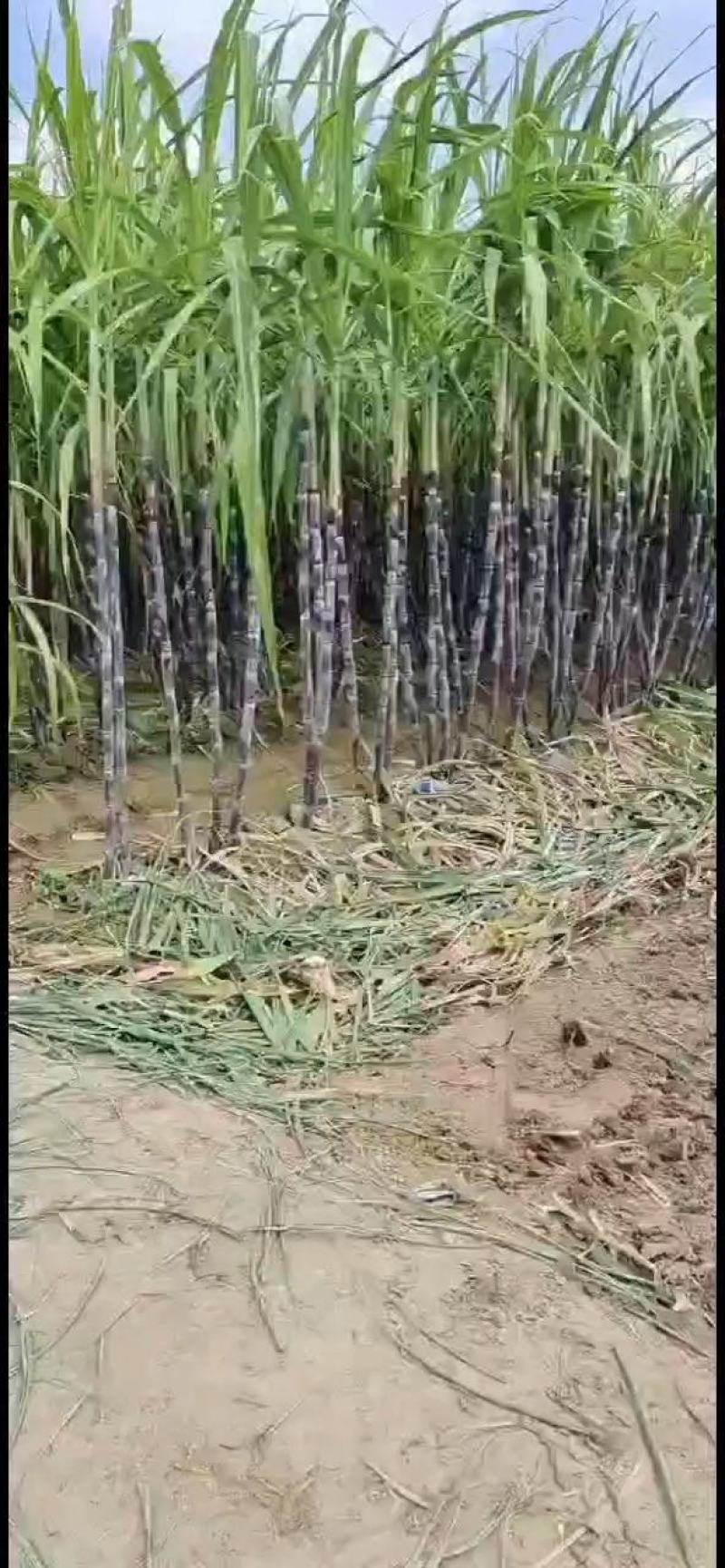 河南省商丘市黑皮果蔗大量上市，货源充足，代收代发