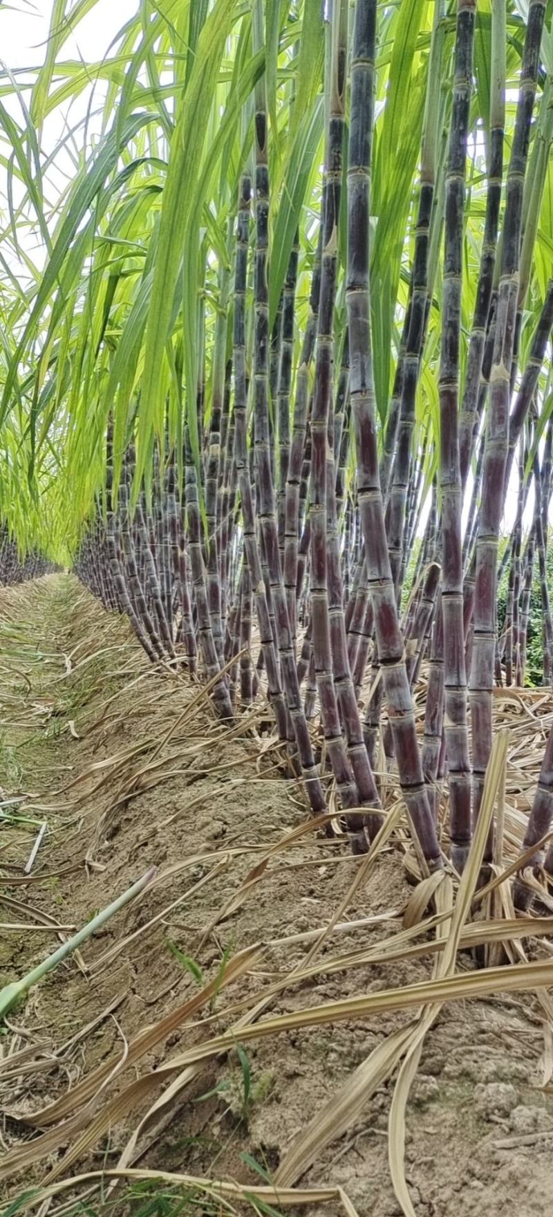 河南省商丘市黑皮果蔗大量上市，货源充足，代收代发