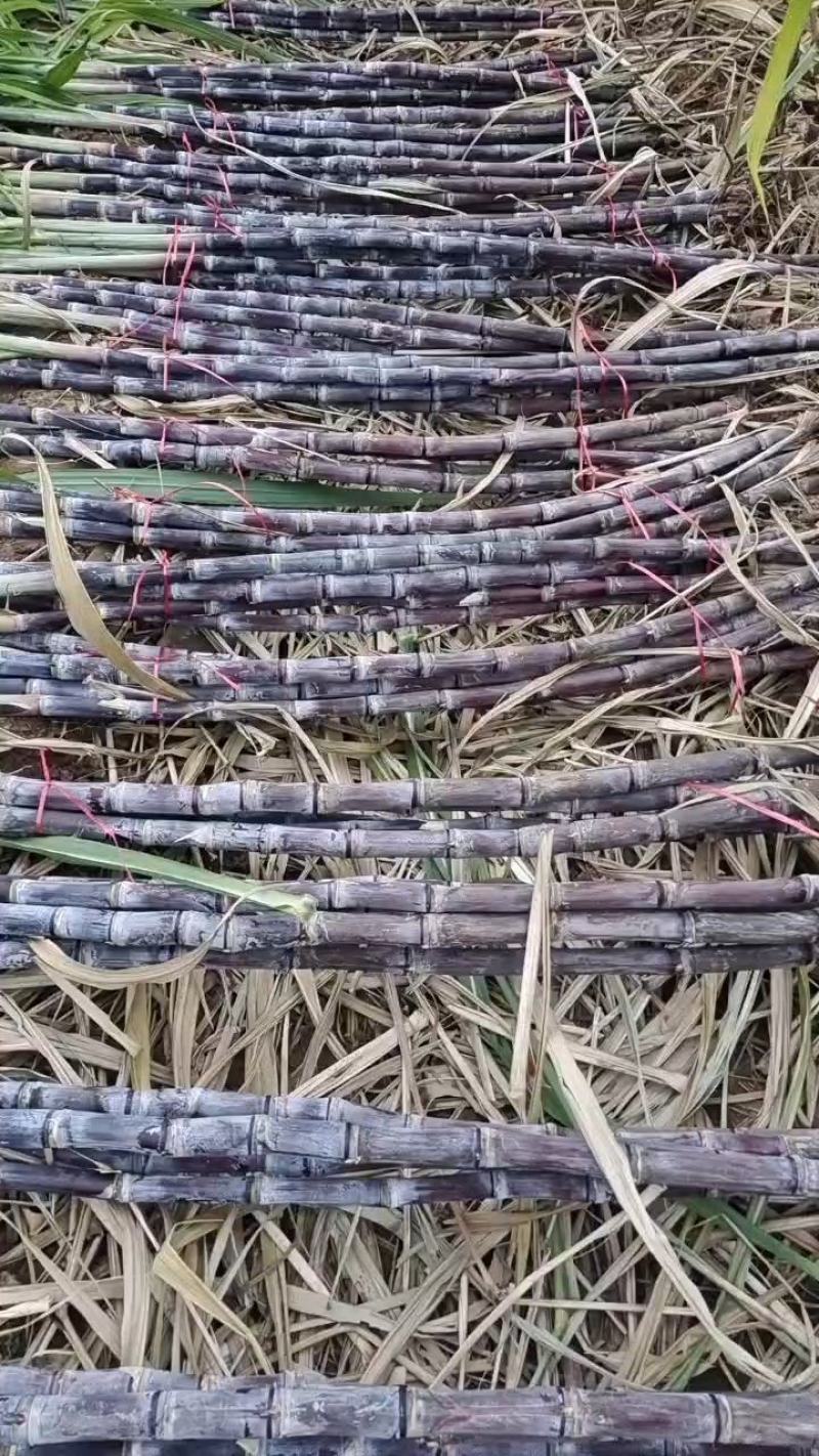河南省商丘市黑皮果蔗大量上市，货源充足，代收代发