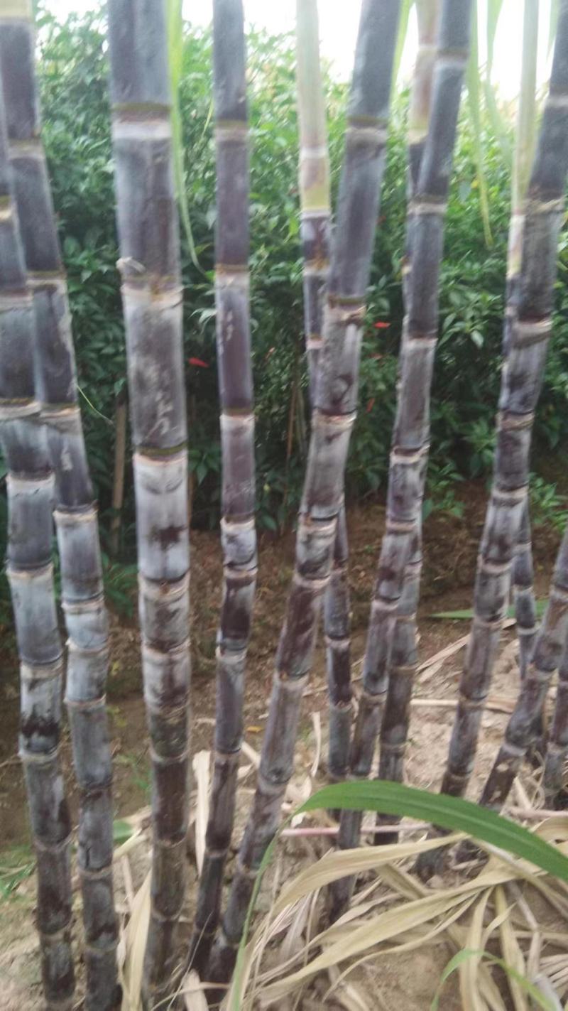 河南省商丘市黑皮果蔗大量上市，货源充足，代收代发