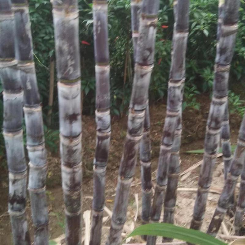 河南省商丘市黑皮果蔗大量上市，货源充足，代收代发