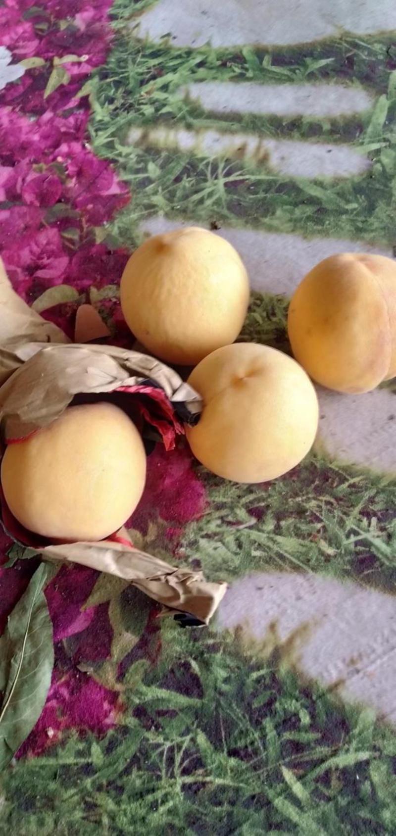 黄桃，还有两万斤，然胡，又甜又脆的黄桃，又要的客户可以联