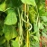 杜绝假货豆角种子芸豆种子架豆王种子无筋豆菜籽蔬菜种子