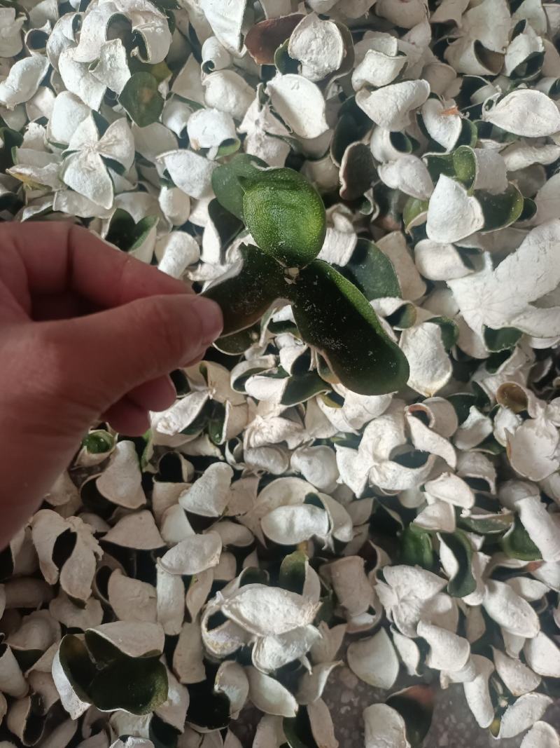 三花陈皮，湖北宜昌大量产地三花青陈皮供应