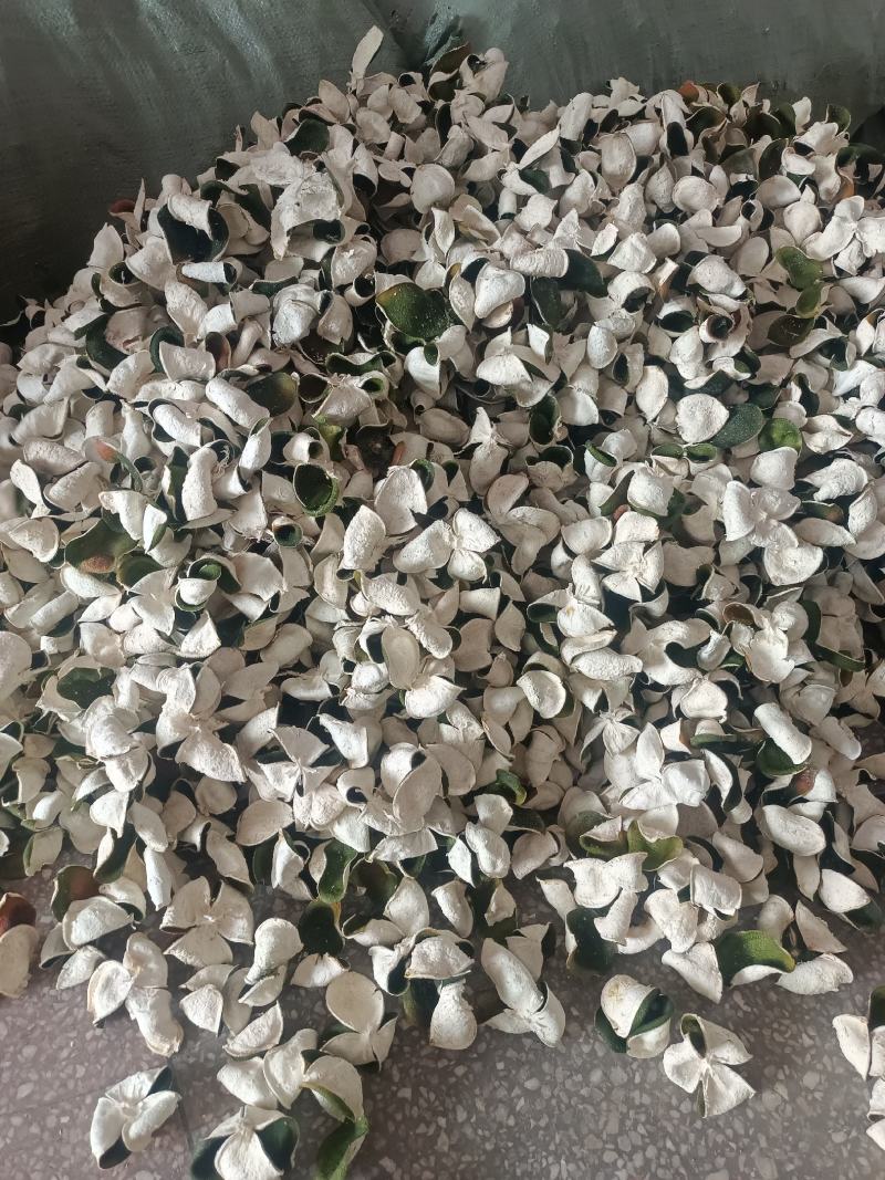 三花陈皮，湖北宜昌大量产地三花青陈皮供应
